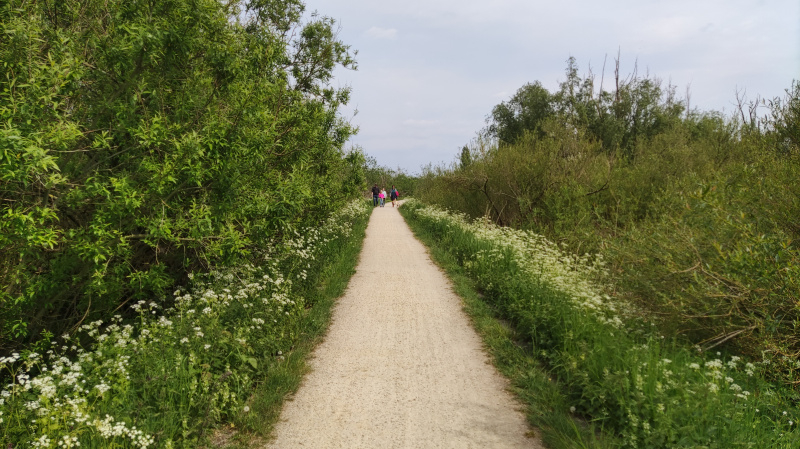 schorren veer tielrode.jpg